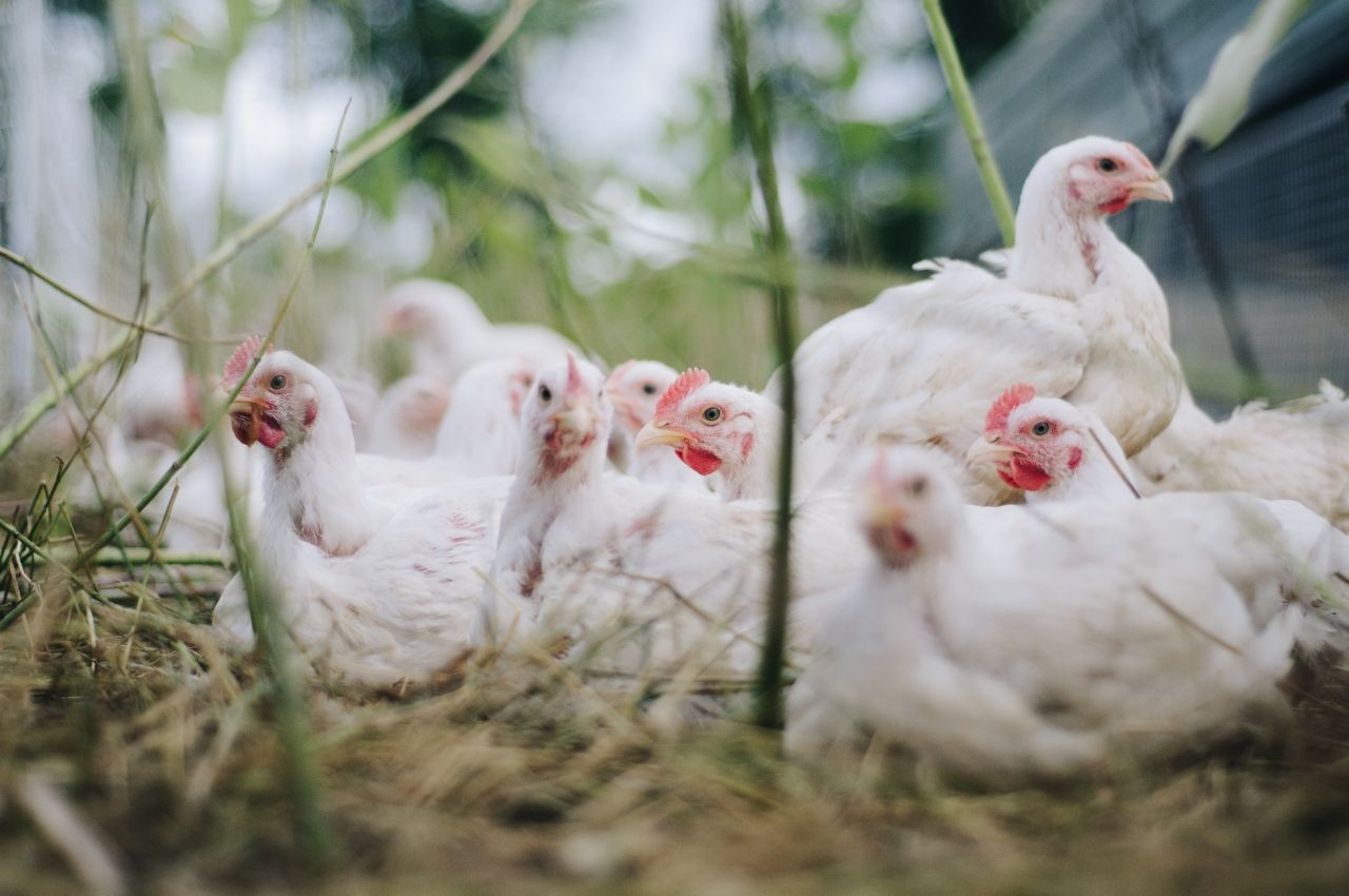 Centre for Food Safety Hong Kong Memberi Instruksi Kepada Industri Untuk Tidak Impor Daging Dan Produk Unggas Dari Beberapa Kota Di Vietnam